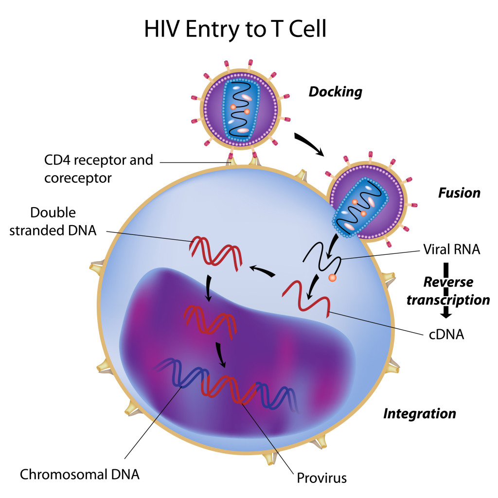 hiv-1-3